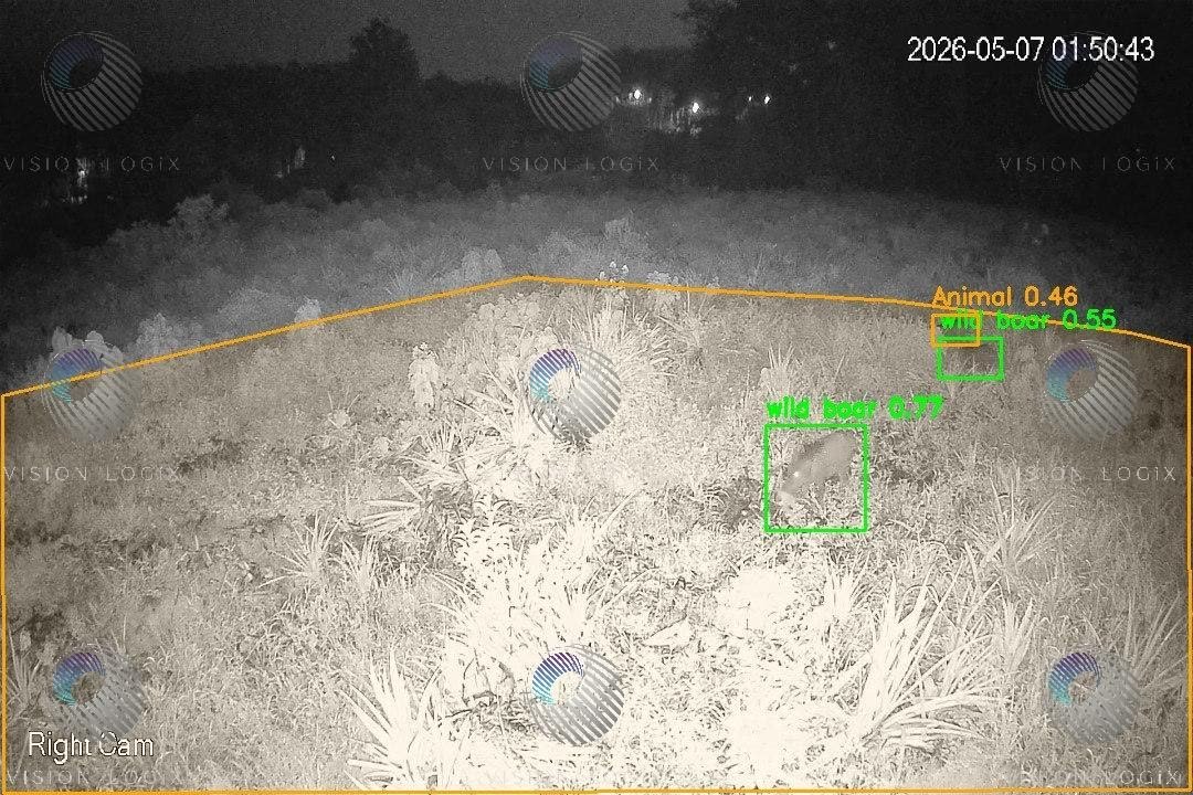 Infrared night camera image of a wild boar in a green detection box, inside the amber region of interest polygon.