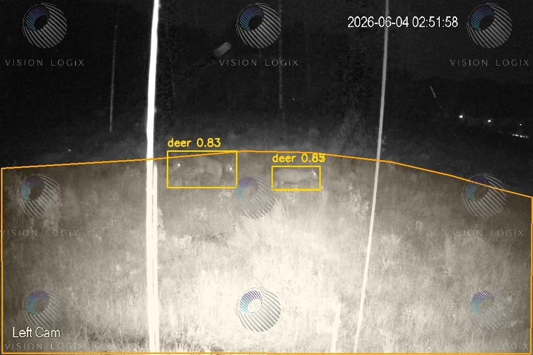 Deer — Boundary Crossing — Left Cam · IR Night Vision
