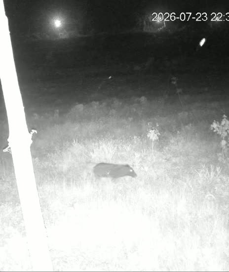 A wild boar moving through grass on an infrared night camera.